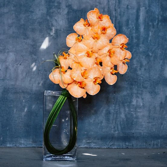 Kyoto Orange 3 Kyoto Orange