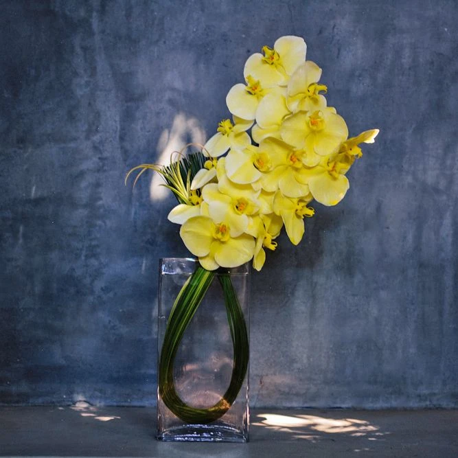 Sapporo Yellow 3 Sapporo Yellow