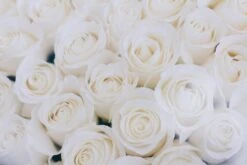 100 Ways -Flower Gift Shop 100ways1