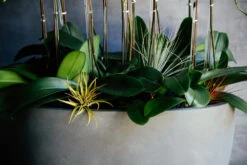 The Orchid Throne -Flower Gift Shop 5L6A5275