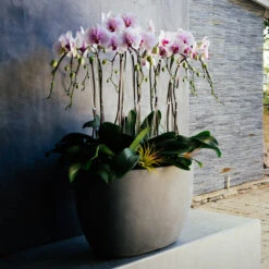 The Orchid Throne -Flower Gift Shop 5L6A5280