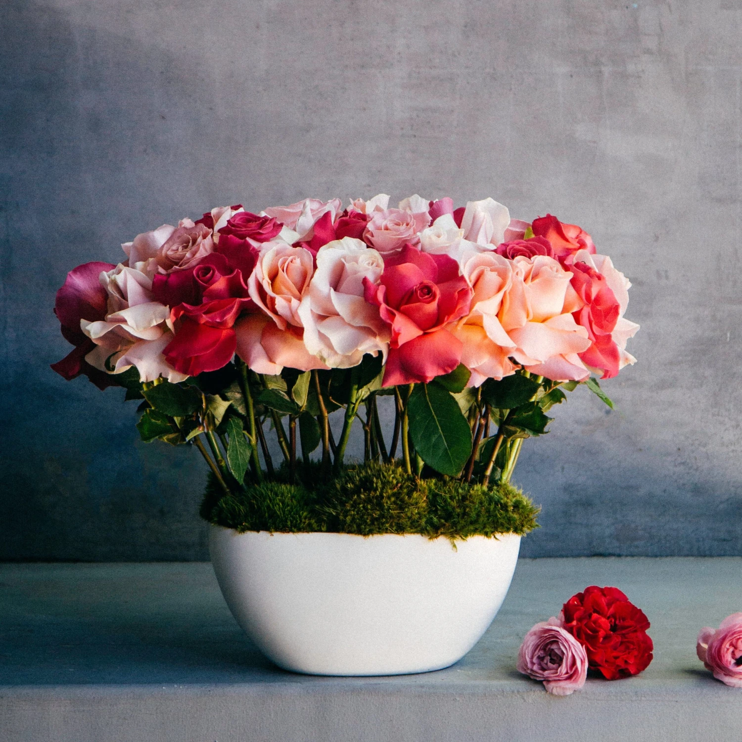 The Rose Revelry 3 The Rose Revelry