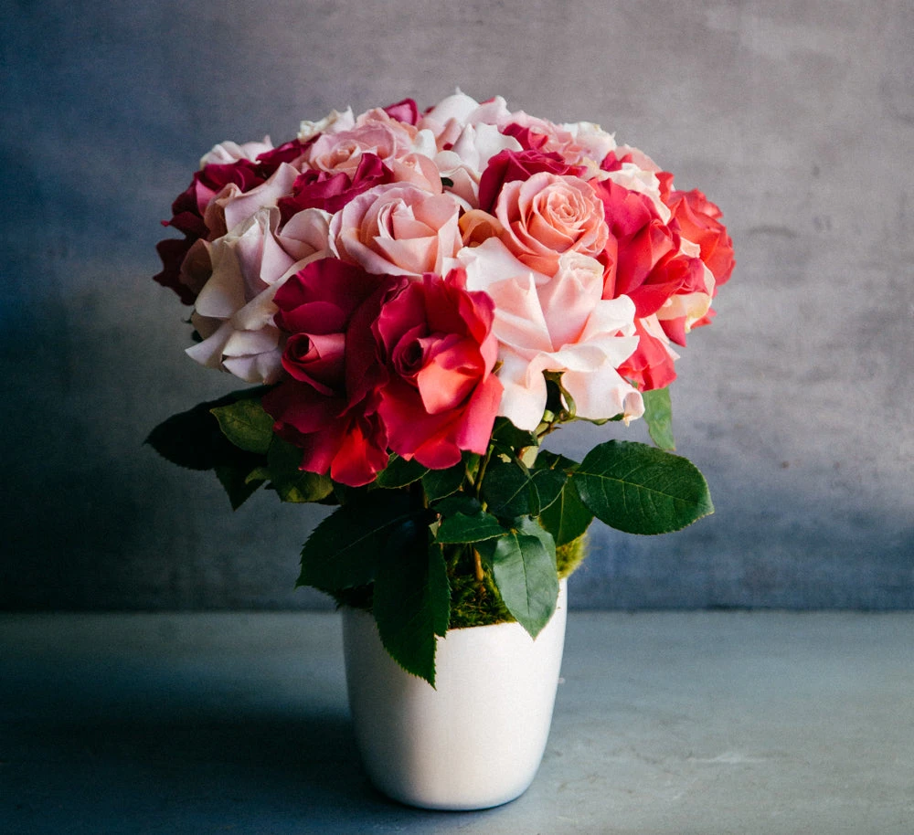 The Rose Revelry 4 The Rose Revelry - Image 2