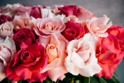 The Rose Revelry 8 The Rose Revelry -Flower Gift Shop 5L6A8129