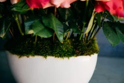 The Rose Revelry 9 The Rose Revelry -Flower Gift Shop 5L6A8130