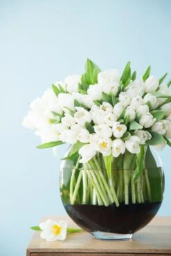 Midnight Spring -Flower Gift Shop 5l6a0231