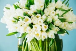 Midnight Spring -Flower Gift Shop 5l6a0322