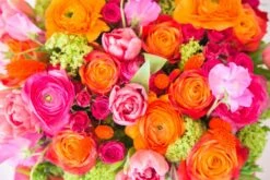 The Scarlet Confession 12 The Scarlet Confession -Flower Gift Shop 5l6a8882