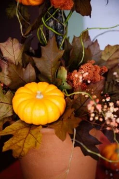 The Pumpkin Patch 8 The Pumpkin Patch -Flower Gift Shop 5l6a9416