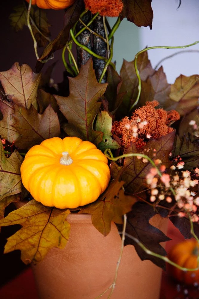 The Pumpkin Patch 5 The Pumpkin Patch - Image 3