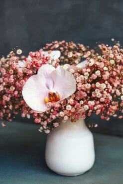 Bubblegum Fairy Dust 7 Bubblegum Fairy Dust -Flower Gift Shop DSC00100adsfsd