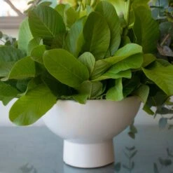 Green Cymbidium Oasis -Flower Gift Shop DSC 0614copy