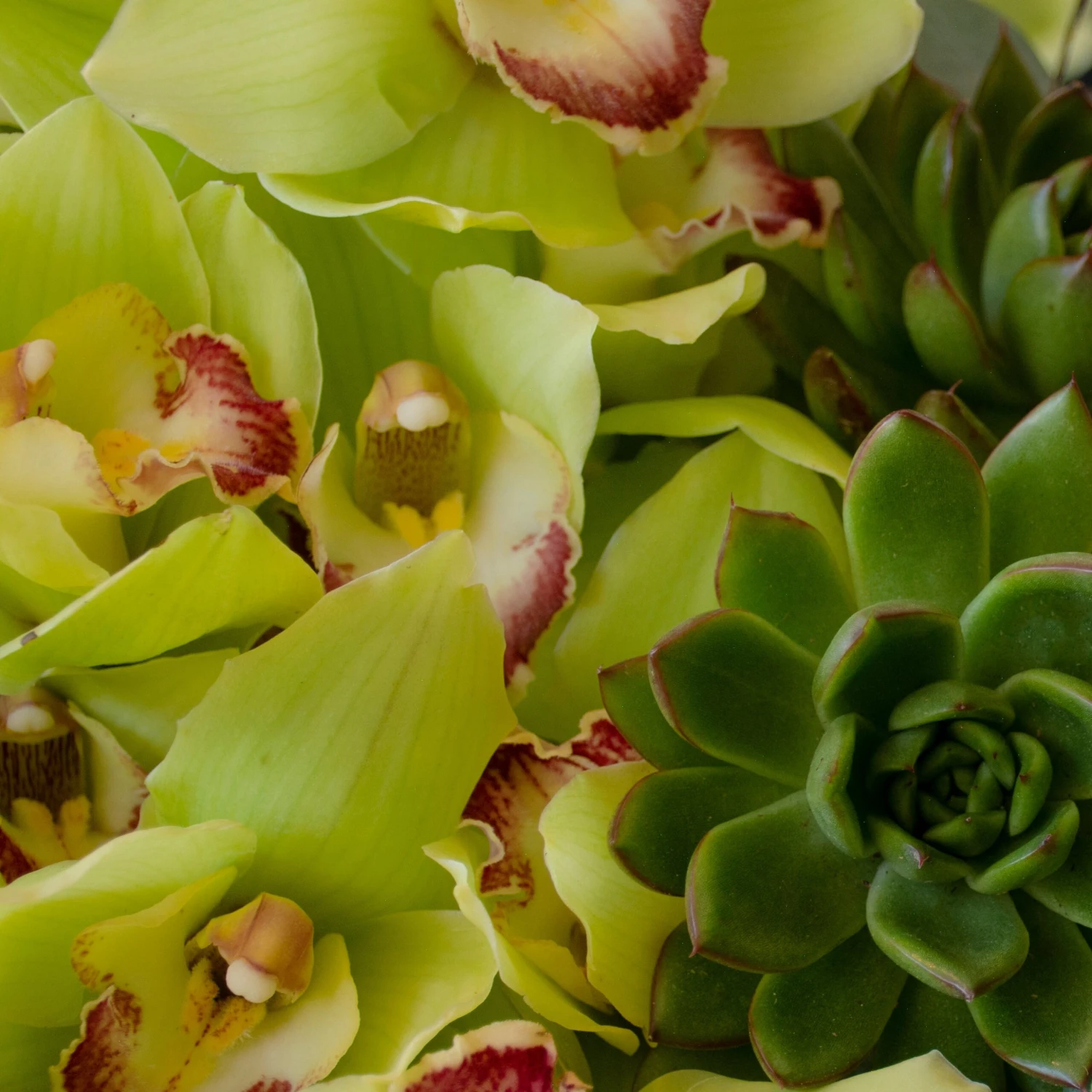 Jade Enchantment 5 Jade Enchantment - Image 3