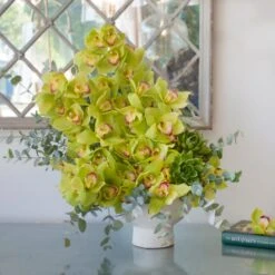 Green Cymbidium Oasis