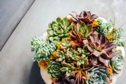 Trick Or Treat 9 Trick Or Treat -Flower Gift Shop DSC 0889