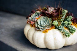 Trick Or Treat 10 Trick Or Treat -Flower Gift Shop DSC 0894