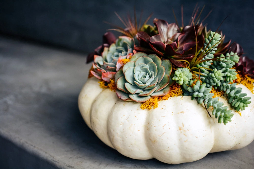 Trick Or Treat 6 Trick Or Treat - Image 4