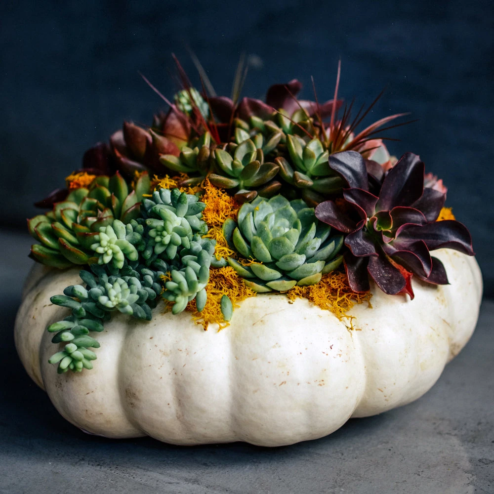 Trick Or Treat 3 Trick Or Treat