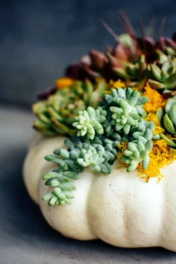 Trick Or Treat 11 Trick Or Treat -Flower Gift Shop DSC 0903