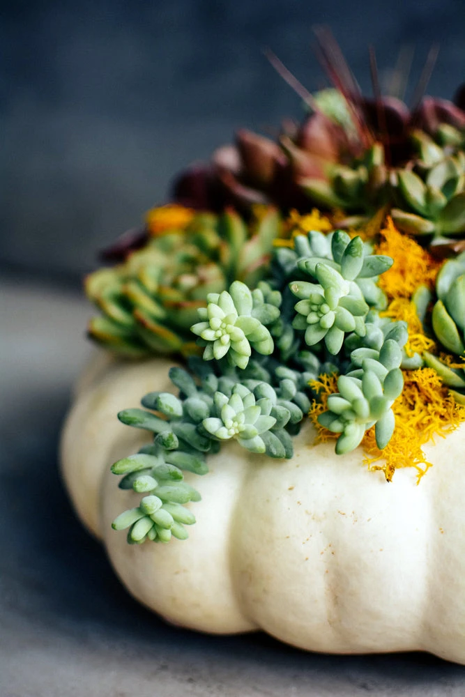 Trick Or Treat 7 Trick Or Treat - Image 5