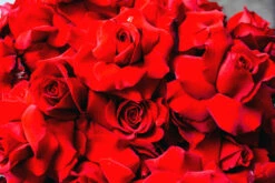 Queen Of Hearts 7 Queen Of Hearts -Flower Gift Shop DSC 1056 2