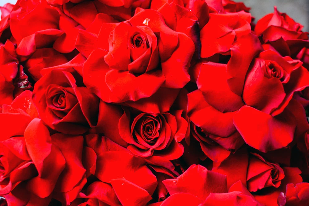 Queen Of Hearts 4 Queen Of Hearts - Image 2