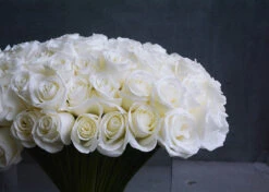 In The Clouds 7 In The Clouds -Flower Gift Shop DSC 1667copy