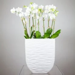 Modern Orchids