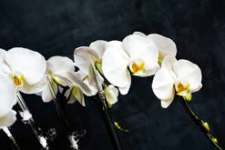 Winter Wonderland Orchids -Flower Gift Shop DSC 5209