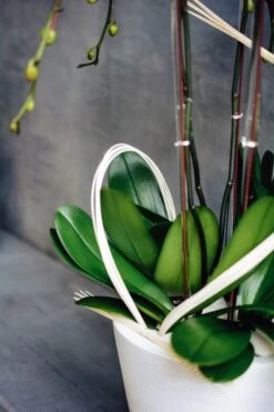 Satori Orchids -Flower Gift Shop DSC 5431 min