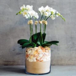 Orchids By The Sea 9 Orchids By The Sea -Flower Gift Shop DSC 5647