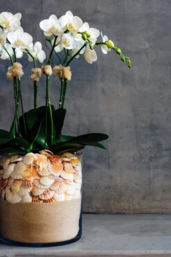 Orchids By The Sea 10 Orchids By The Sea -Flower Gift Shop DSC 5649