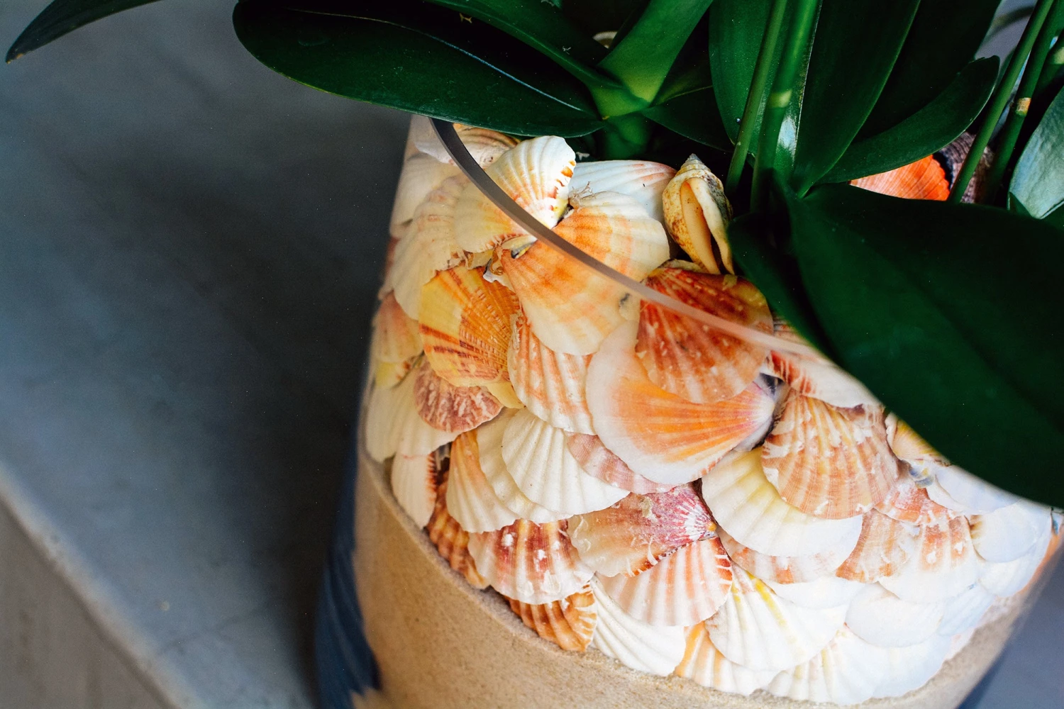 Orchids By The Sea 7 Orchids By The Sea - Image 5