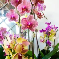 A Burst Of Color -Flower Gift Shop DSC 6582copy