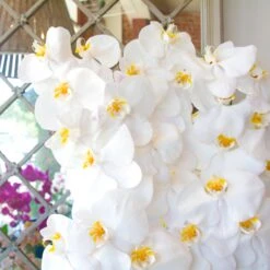 A Waterfall Of Orchids -Flower Gift Shop DSC 6817copy