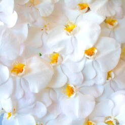 A Waterfall Of Orchids -Flower Gift Shop DSC 6818copy