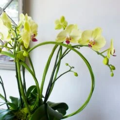 Twisted Fate 8 Twisted Fate -Flower Gift Shop DSC 7254copy