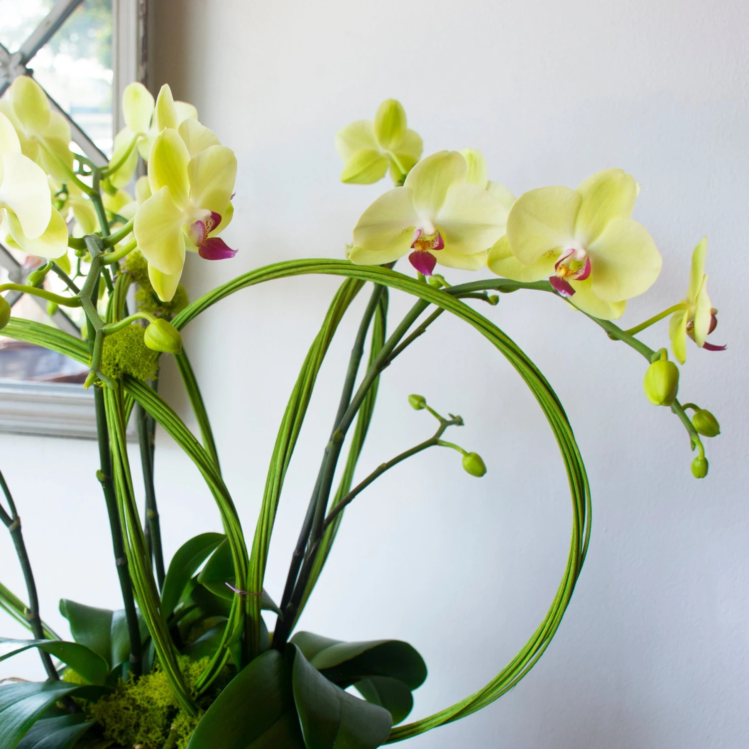 Twisted Fate 5 Twisted Fate - Image 3