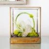 Green Serene - One Of A Kind Terrarium 2 Green Serene - One Of A Kind Terrarium -Flower Gift Shop DSC 7333copy