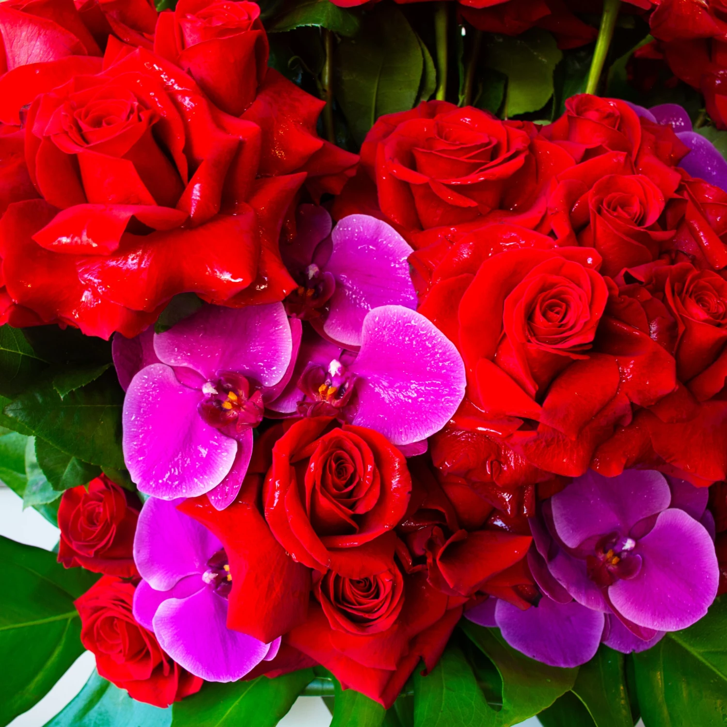 Roaring Love 5 Roaring Love - Image 3