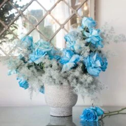 Blue Velvet 7 Blue Velvet -Flower Gift Shop DSC 9921copy