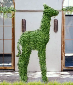 Giraffe Topiary 7 Giraffe Topiary -Flower Gift Shop PhotoNov11 124732AM mincopy min