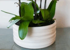 Blushing Bud -Flower Gift Shop ScreenShot2023 02 27at1.58.31PM