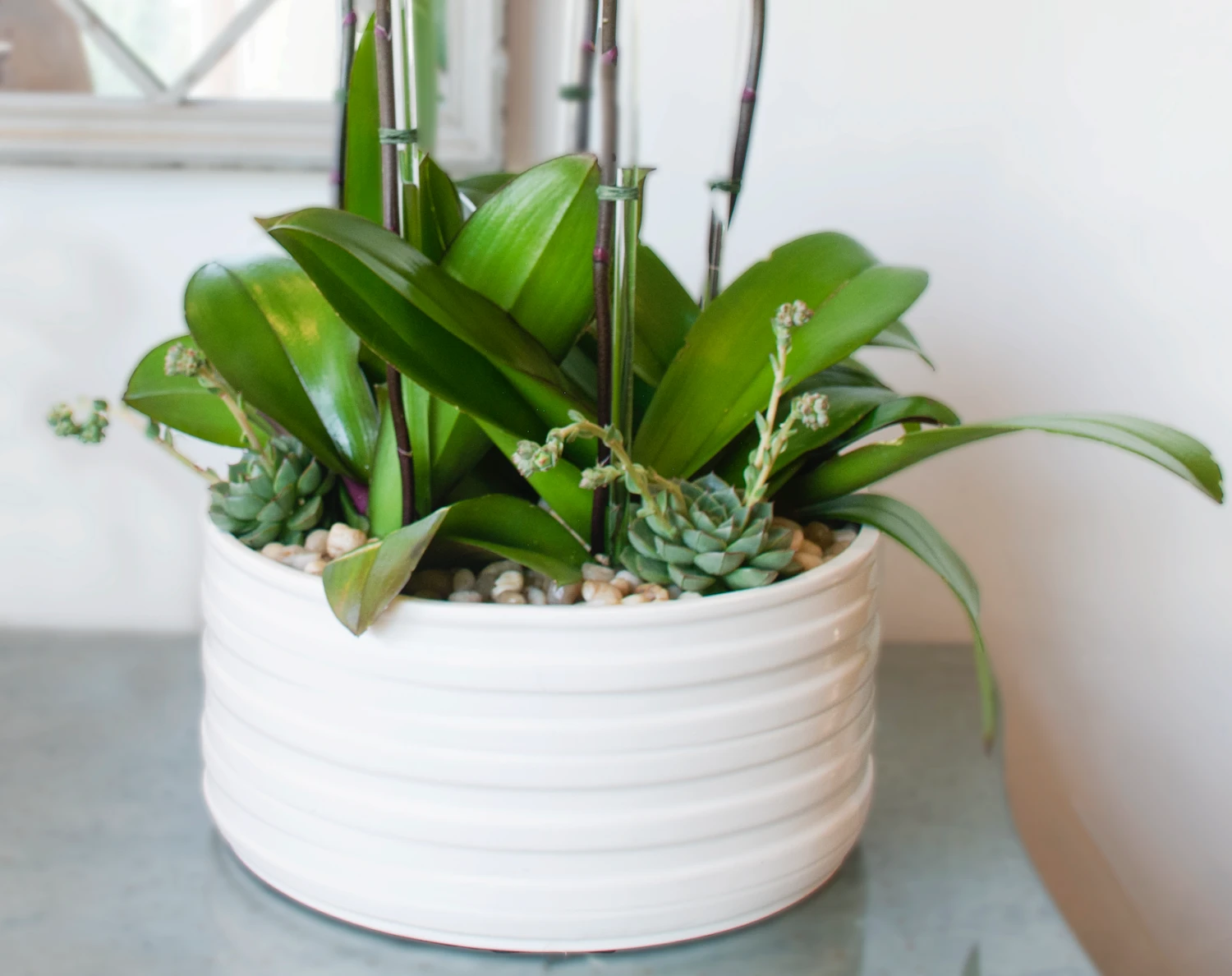 Violaceous Orchids 5 Violaceous Orchids - Image 3