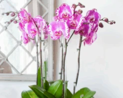 Violaceous Orchids 6 Violaceous Orchids -Flower Gift Shop ScreenShot2023 02 27at1.59.39PM