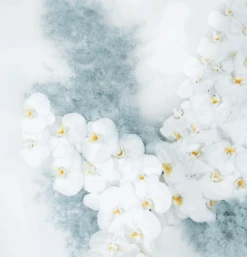 Orchid Fern -Flower Gift Shop ScreenShot2023 03 08at4.49.38PM