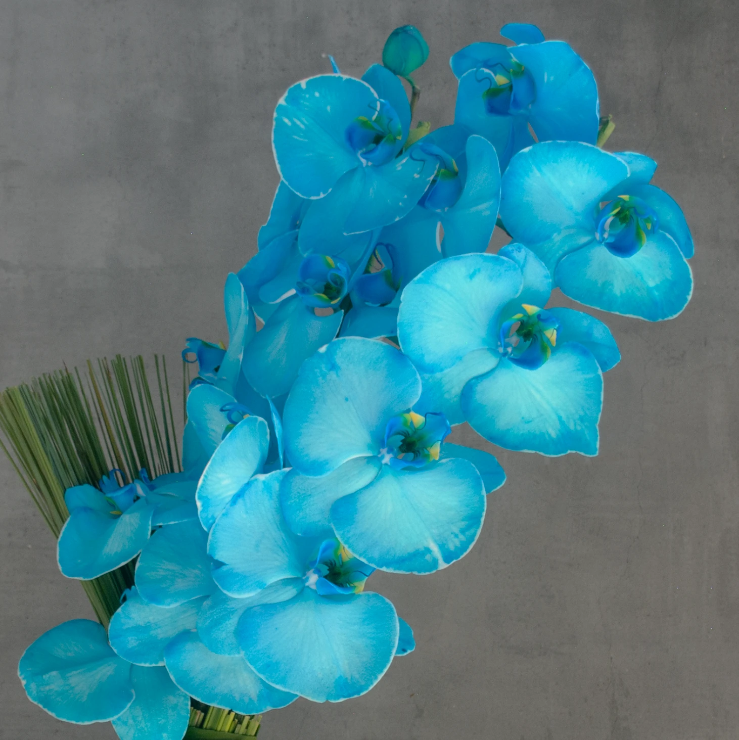 Mizu Blue 4 Mizu Blue - Image 2