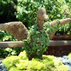 Bird Topiary