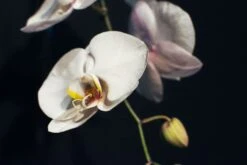 A Drop Of Gold -Flower Gift Shop adropofgold2