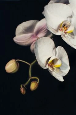 A Drop Of Silver -Flower Gift Shop adropofsilver1